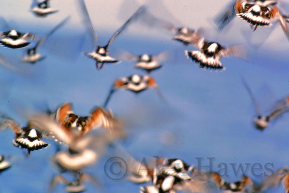 Ruddy turnstones in flight, Delaware Bay