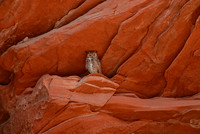 Great horned owl, Paria Canyon, Utah / Arizona border