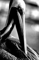 Brown pelican, Florida
