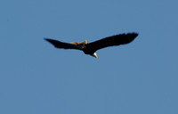 Bald eagle, Juneau, Alaska