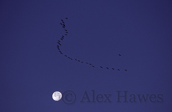 Sandhill cranes, Willcox Playa, Arizona