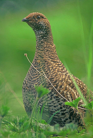 Rock ptarmigan, Juneau, Alaska