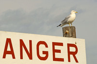 The original Angry Bird - Tybee Island, Savannah, Georgia