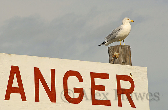 The original Angry Bird - Tybee Island, Savannah, Georgia
