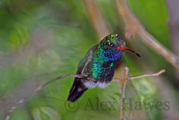 Broad-billed hummingbird, Arizona-Sonora Desert Museum, Tucson, Arizona