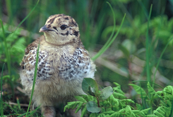 Rock ptarmigan chick, Juneau, Alaska