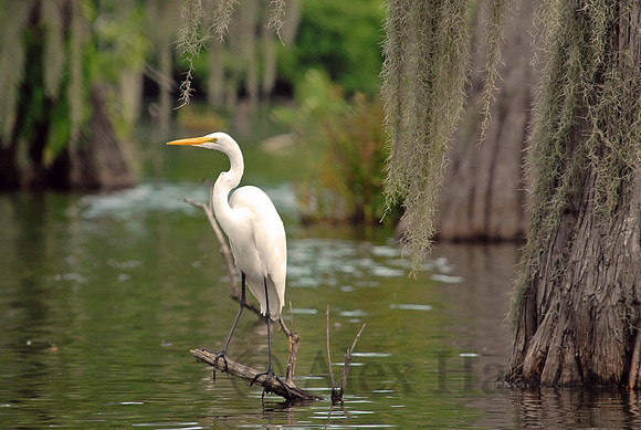 Great egret, Atchafalaya Swamp, Breaux Bridge, Louisiana