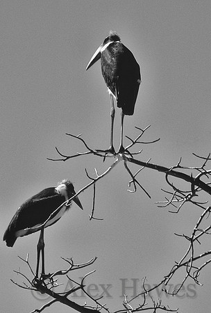 Marabou stork, Maun, Botswana