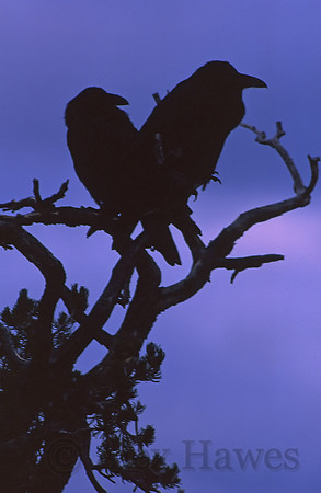 Raven pair, Canyonlands National Park, Utah