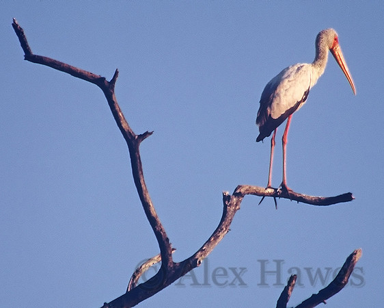 Yellow-billed stork, Kafue National Park, Zambia