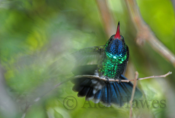 Broad-billed hummingbird, Arizona-Sonora Desert Museum, Tucson, Arizona