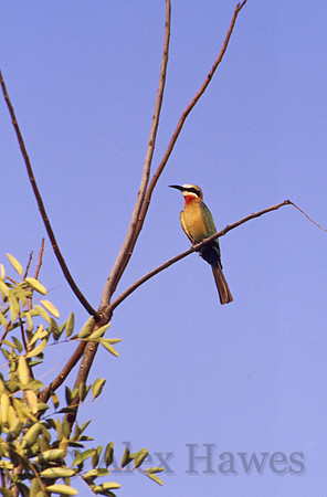 White-fronted bee-eater, Kruger National Park, South Africa