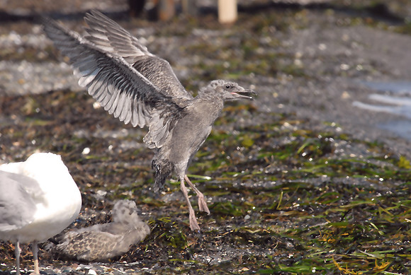 Young seagull trying to fly, Rose Island, Narragansett Bay, Rhode Island