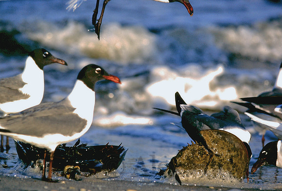 Gulls feasting on horseshoe crab eggs, Delaware Bay