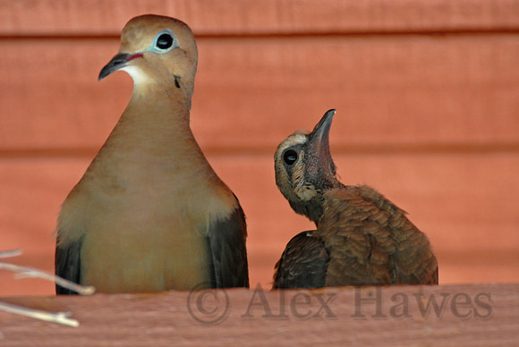 White-winged dove and chick, Tucson, Arizona