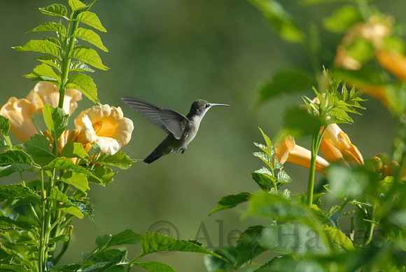 Ruby-throated hummingbird, Little Compton, Rhode Island