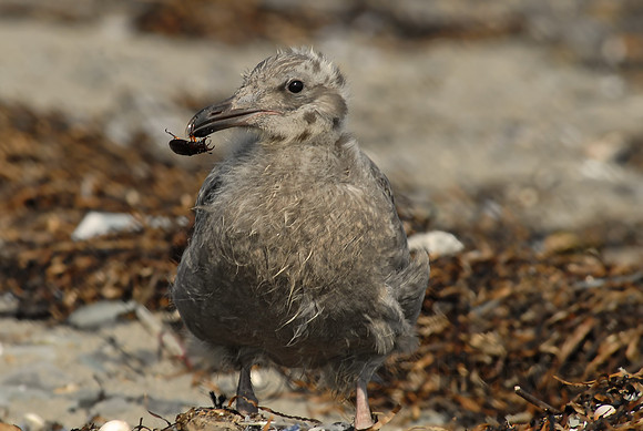 Seagull chick eating insect from beach, Rose Island, Rhode Island