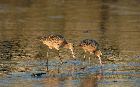 Marbled godwits, Elkhorn Slough, Moss Landing, California