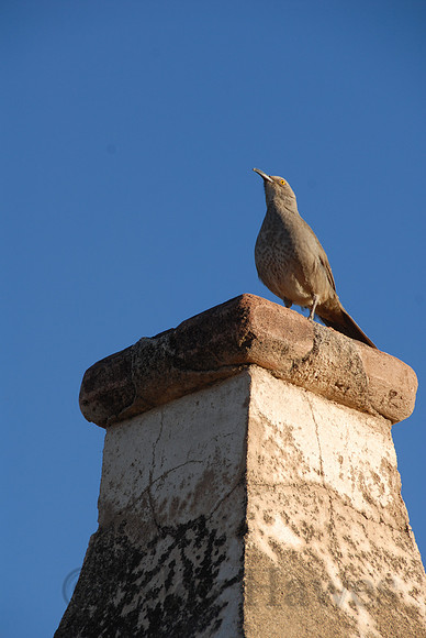 Curve-billed thrasher, Mission San Xavier del Bac, south of Tucson, Arizona