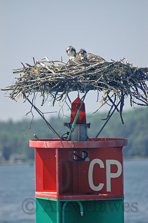 Osprey nesting on channel marker buoy, Maine