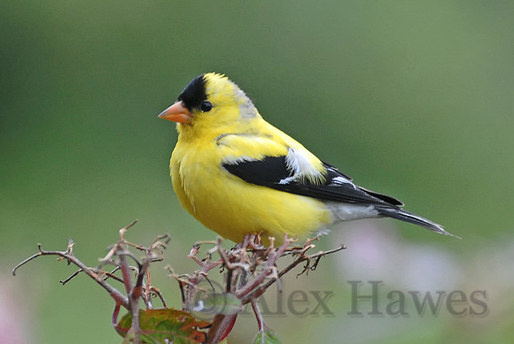 American goldfinch, Little Compton, Rhode Island