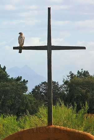 Cooper's hawk on cross, St. Michael and All Angels Church, Tucson, Arizona