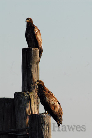 Juvenile bald eagles, Olympic Peninsula, Washington