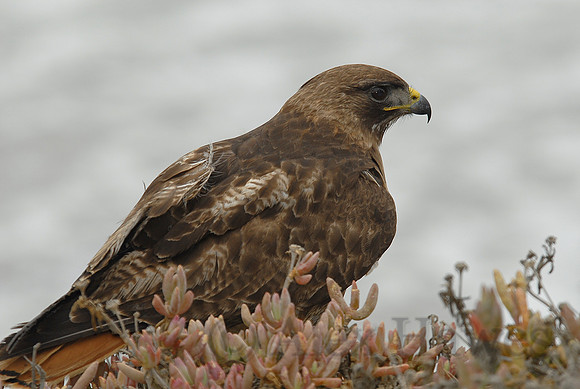Red-tailed hawk, Newport Beach, California
