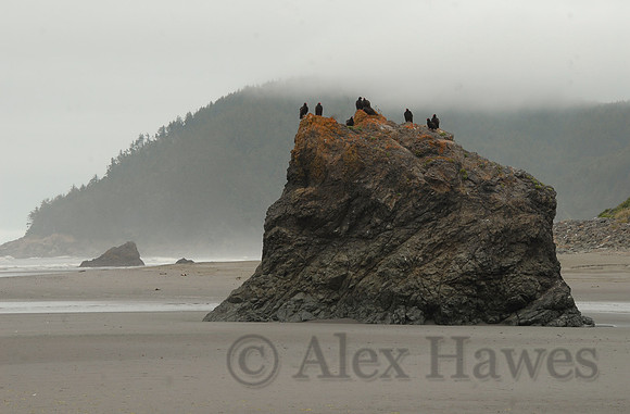 Vultures, Southern Oregon coast