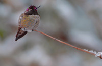 Male Costa's hummingbird in snow, Tucson, Arizona