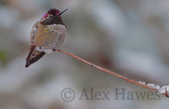 Male Costa's hummingbird in snow, Tucson, Arizona
