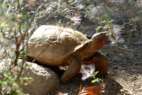 Desert tortoise, Sonoran Desert, Arizona