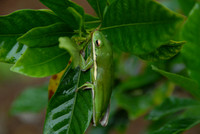 Green treefrog, Savannah, Georgia