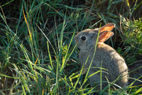 Juvenile cottontail rabbit, Custer State Park, South Dakota