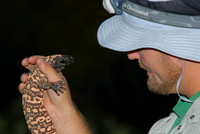 Gila monster, Oro Valley, Arizona