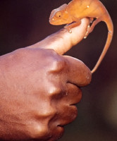 Chameleon, Perinet Special Reserve in Andasibe National Park, Madagascar