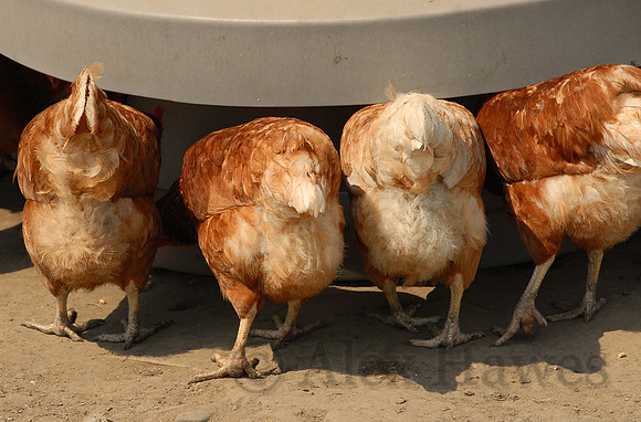Rhode Island Red chickens, Little Compton, Rhode Island