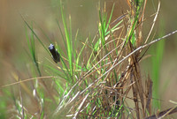 Small frog clinging to grass, Okavango Delta, Botswana