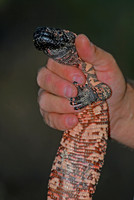 Gila monster, Oro Valley, Arizona