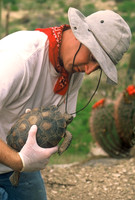 Biologist with desert tortoise, Saguaro National Park, Tucson, Arizona