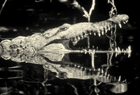 Alligator, Everglades National Park, south Florida