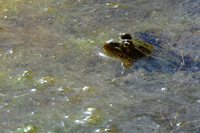 Chiricahuan leopard frog, Chiricahua Mountains, southeastern Arizona