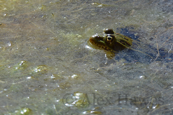 Chiricahuan leopard frog, Chiricahua Mountains, southeastern Arizona
