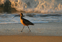 Long-billed curlew, Monterey Peninsula, California