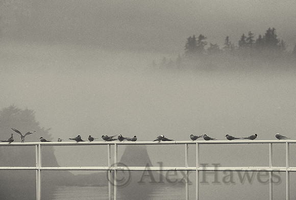 Arctic terns, Valdez, Alaska