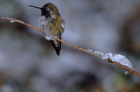 Male Costa's hummingbird in snow, Tucson, Arizona