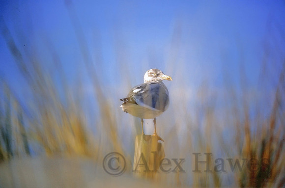 Seagull, Assateague Island, Maryland