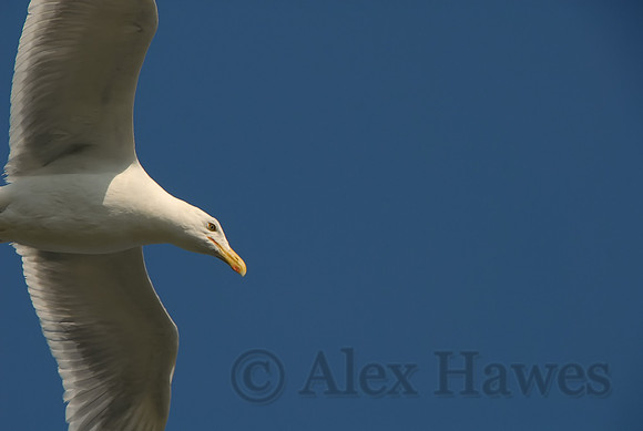 Seagull, Narragansett Bay, Rhode Island