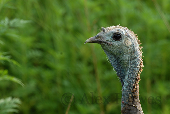 Wild turkey, Land Between the Lakes National Wildlife Refuge, Kentucky / Tennessee border