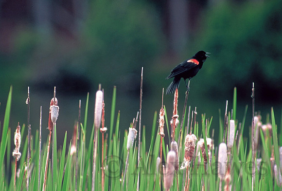 Red-winged blackbird, Rocky Mountain National Park, Colorado